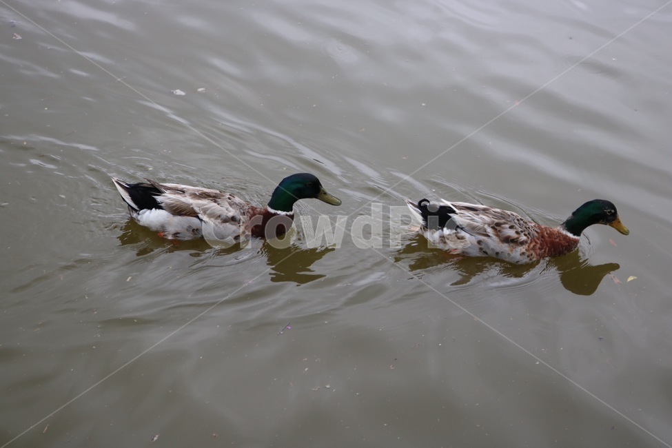 오리,청둥오리,동물,물,수영,자연,duck,mallard,animal,water,swimming,nature,ahiru,magamo,doubutsu,mizu,suiei,동물,animal,조류,새,birds