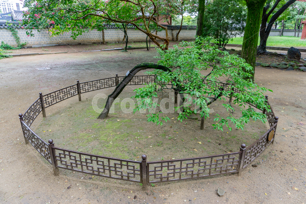 경기전,매화나무,와룡매,매화,여름,흐린날씨,비,rain,rainy,전주,경기전매화,문화재,이성계,어진,korea,apricot,tree,traditional,plant,식물,나무,outdoors,옥외