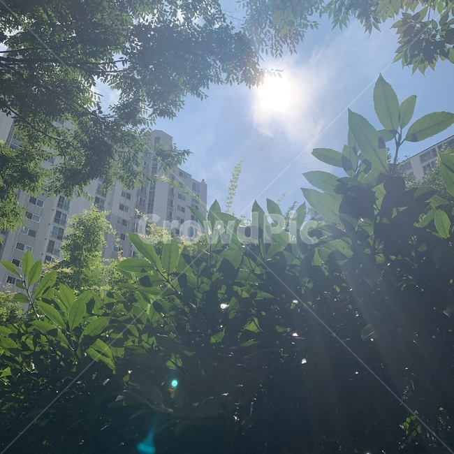 빛,하늘,풀,감성,자연