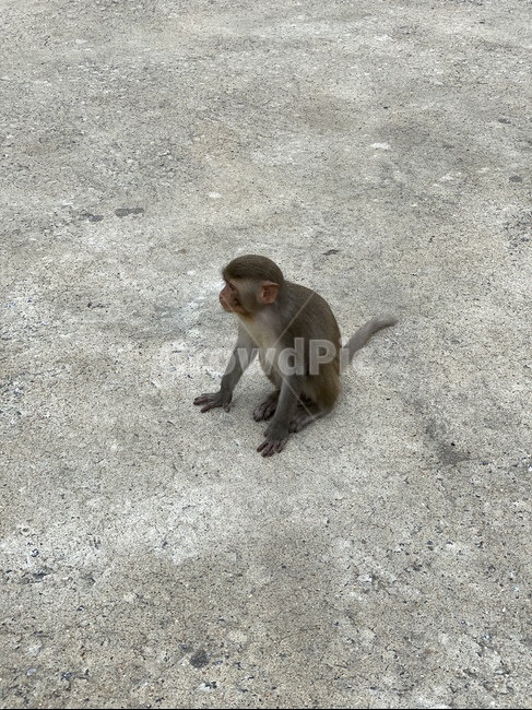 야생동물,animal,동물,원숭이,monkey
