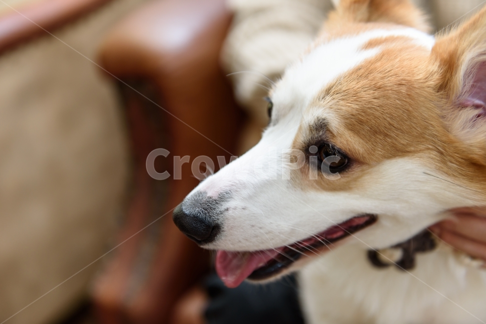 강아지,개,멍멍이,웰시코기,행복,웃음,동물,애완동물,반려견,dog,puppy,동물,animal,포유류,mammal,개,강아지,dog,doggy