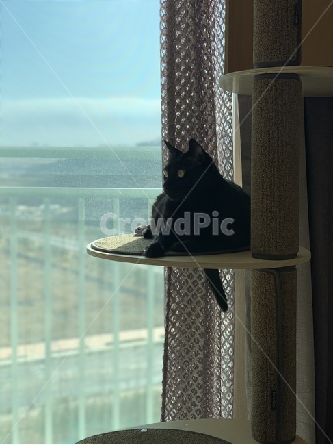cat,고양이,blackcat,animal,애완동물,pet,동물,bedcat,catnap