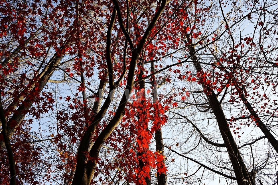 가을,단풍,단풍나무,붉은색,자연,화려함,가을풍경,autumn,fall,autumnleaves,plant,nature,계절,나무,븕은색,maple,red,season,colorful,느낌,감성,trees,branches,울긋불긋,자연autumn,mapletree,가을,계절,fall,autumn,season,식물,자연,plants,nature,나무,trees,wood,leaf,잎,tree