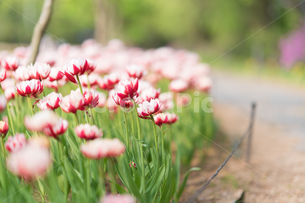 꽃,튤립,감성,봄,flower,봄,계절,spring,season,식물,자연,plants,nature,꽃,flower,plant