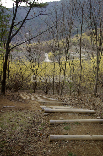 산수유,나무,꽃봉오리,봄,봄날,봄풍경,봄꽃,감성,spring,flower,봄길,산책,봄나들이,식물,꽃,언덕,길,산길,봄,계절,spring,season,자연,풍경,nature,landscape,ground,바닥,wood