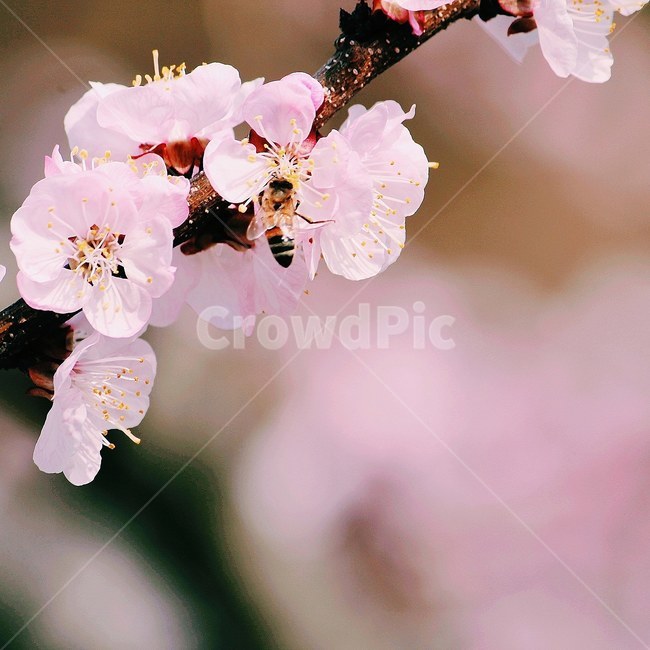 벚꽃,봄,벚꽃이,감성,배경,봄풍경,봄,계절,spring,season,식물,자연,plants,nature,꽃,flower,동물,animal,곤충,벌레,insect,bug,감성,sensible,feeling,plant