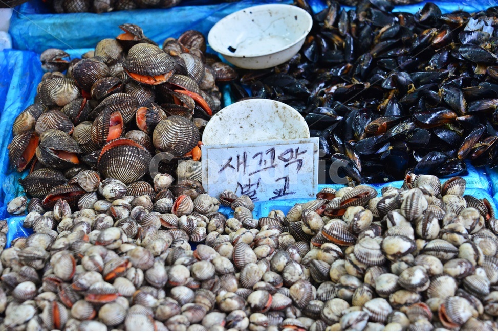 seashell,조개,clam,대합,invertebrate,무척추동물,pottery,도기류,saucer,받침접시,lobster,market,시장,sealife,해양생물,seafood,해물,food,animal,동물,헤산물,수산물,식재료,음식,수산시장,시장,마트,마켓,market,mart,market place