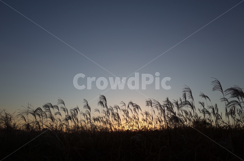 억새,갈대,하늘,노을,가을,가을,계절,fall,autumn,season,자연,풍경,nature,landscape,grass,잔디,plant,식물,lawn,reed