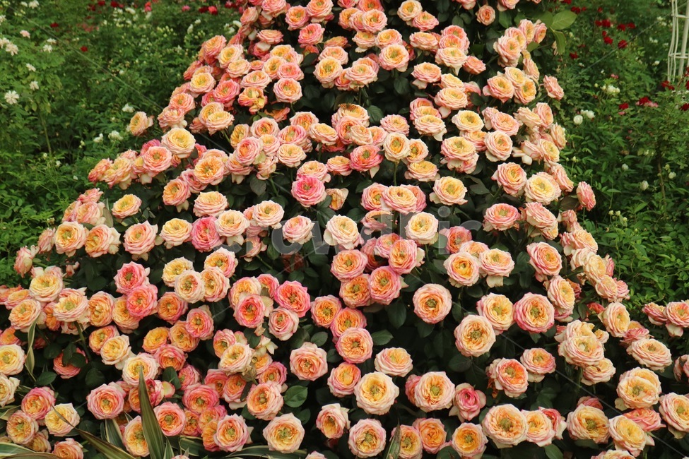 꽃,식물,flower,국화,분홍