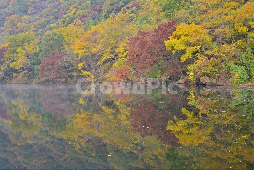 leaf,잎,plant,식물,nature,자연,outdoors,옥외,water,물,tree,나무,maple,단풍,광주,북구,금곡동,풍암제,풍암제가을,추색,가을,반영,가을,계절,fall,autumn,season,자연,풍경,nature,landscape