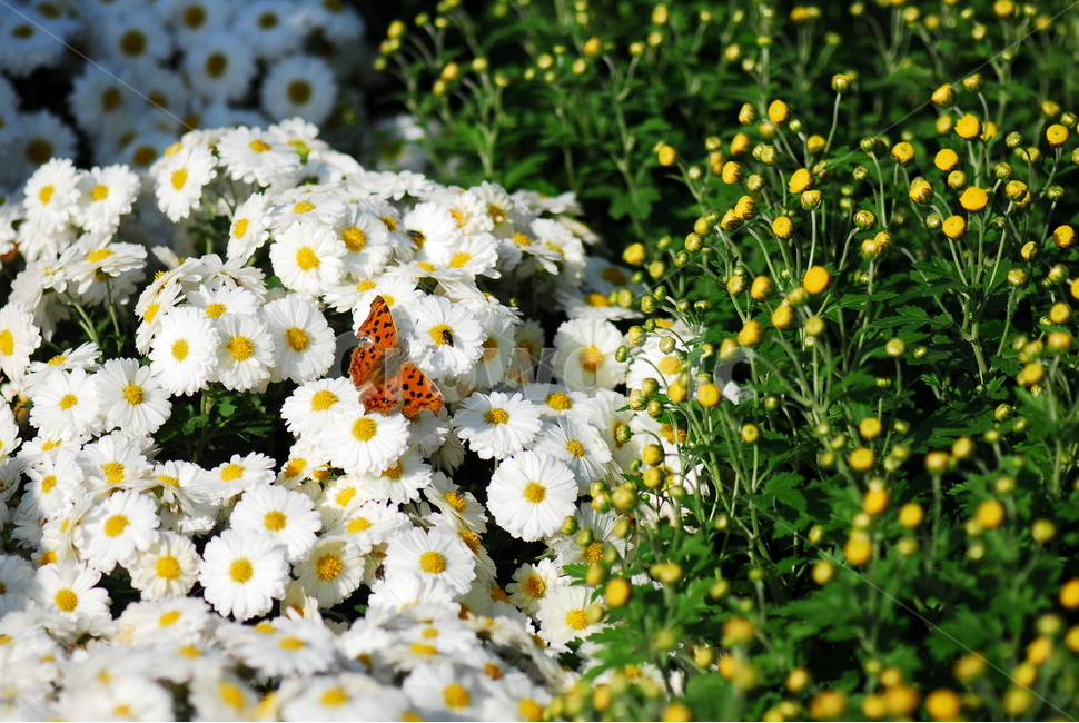 가을,국화,꽃,나비,flower,식물,자연,plants,nature,꽃,flower,동물,animal,곤충,벌레,insect,bug