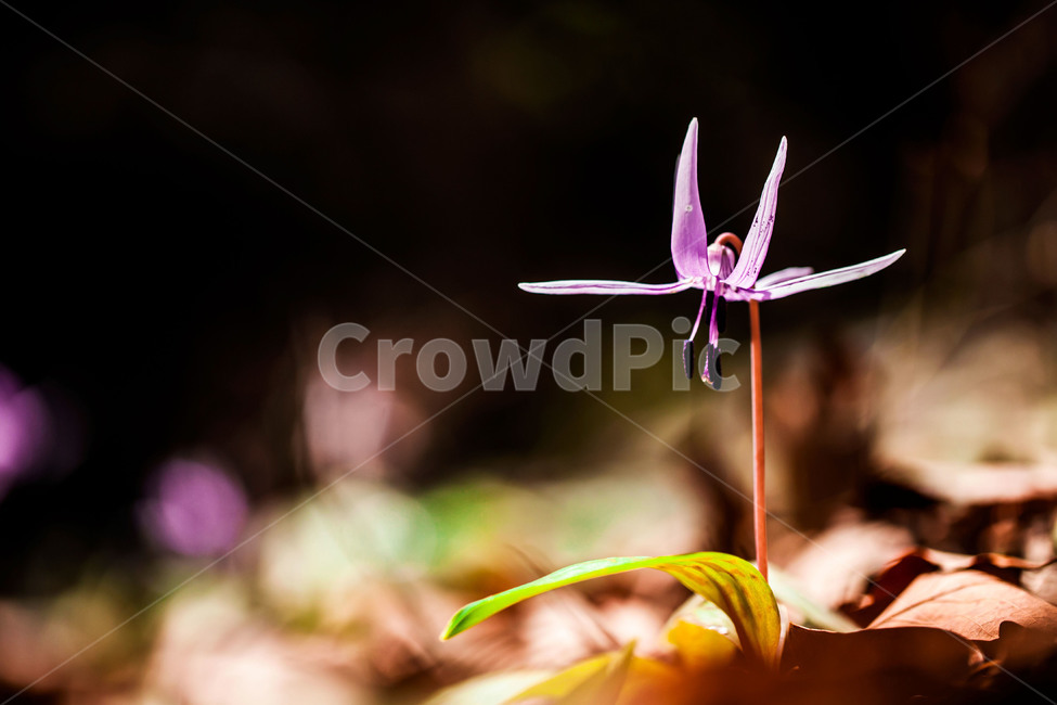 plant,식물,얼레지,바람난처녀,봄,식물,자연,plants,nature,꽃,flower