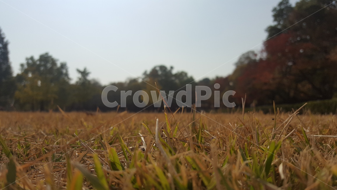 가을,잔디,잔디밭,나무,단풍,풀,가을,계절,fall,autumn,season,outdoors,옥외,grassland,목초지,field,들,nature,자연,plant,식물,grass,vegetation,초목