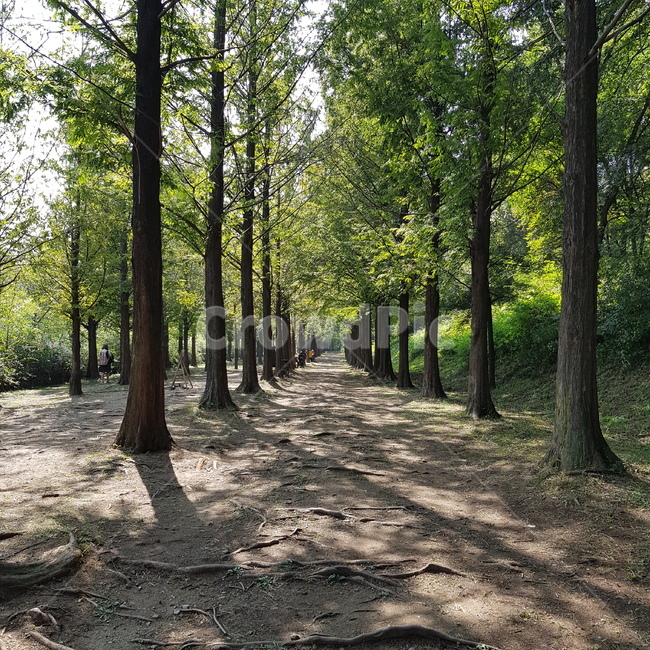 자연,나무,산책로,길,풍경,tree,road,nature,자연,풍경,nature,landscape,plant,식물,ground,바닥,tree trunk,나무 줄기