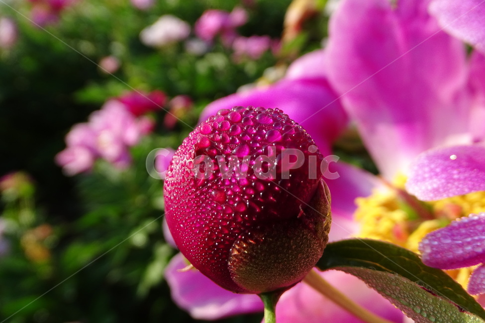 작약,이슬,봄,꽃,함박꽃,식물,자연,plants,nature,꽃,flower
