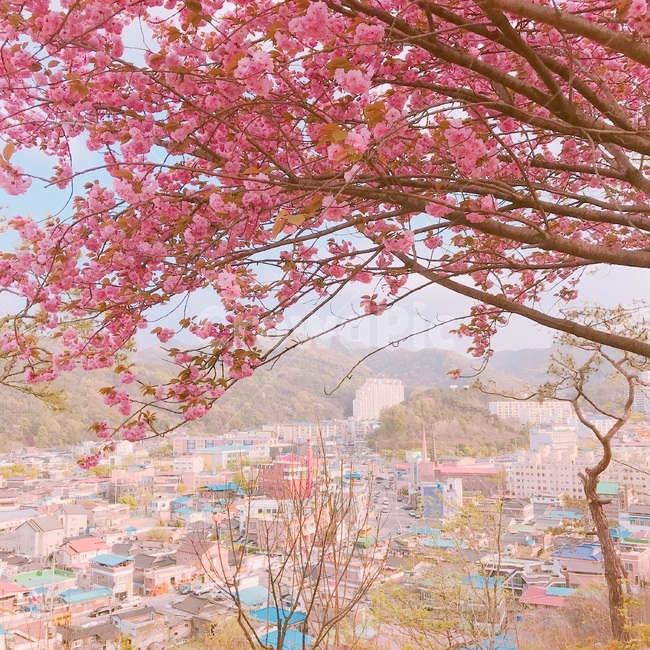 전주,풍경,봄,겹벚꽃,감성,봄,계절,spring,season