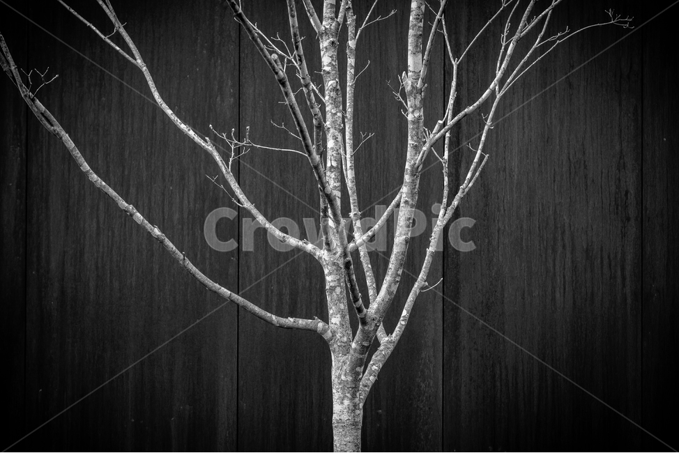 tree,나무,식물,나무줄기,흑백,나무질감,식물,자연,plants,nature,흑백,모노톤,monochrome,black and white