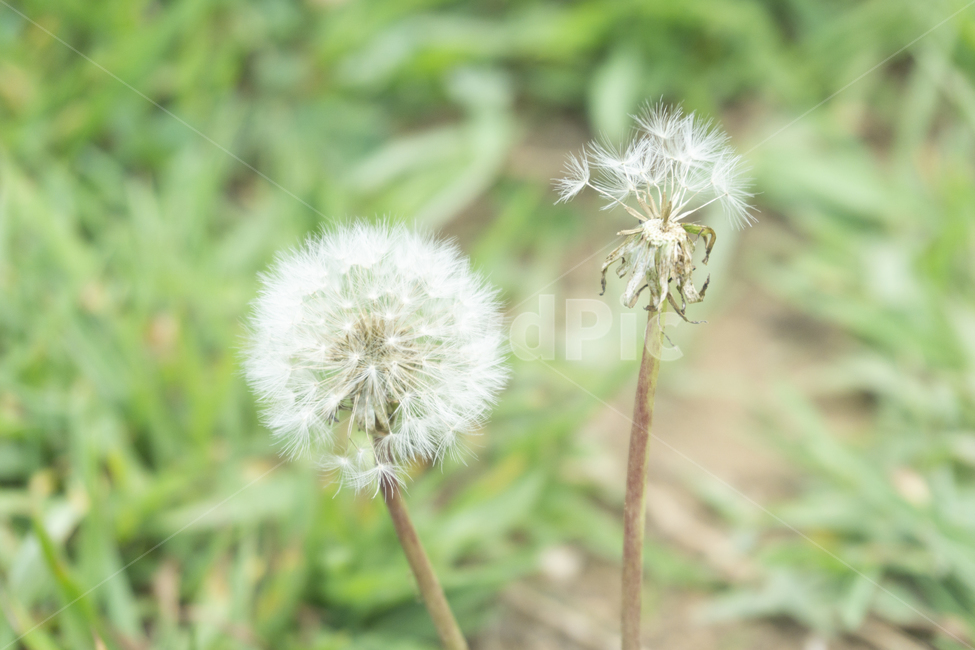 민들레,민들레홀씨,꽃,식물,flower
