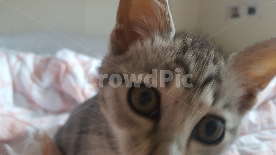 고양이,암컷,믹스묘,고등어태비,길냥이,반려동물,가족,pseudoidea,cat,휴식,앞모습