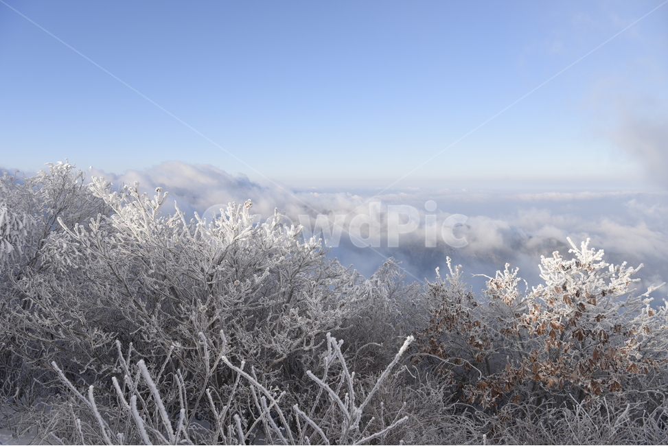 소백산,상고대,눈꽃,설경,겨울,겨울,계절,winter,season,자연,풍경,nature,landscape,한국자연풍경,한국자연경관,korea nature landscape,ice,빙,outdoors,옥외,frost,서리,snow,눈