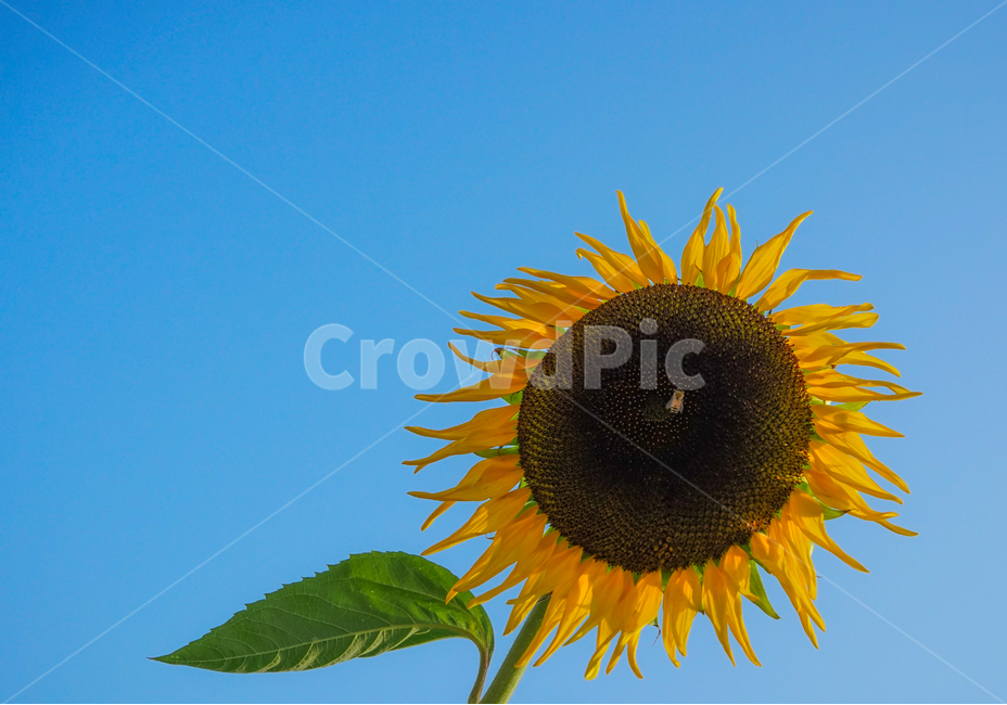 해바라기,해,벌,꽃,식물,견과,씨앗,식물,자연,plants,nature,꽃,flower