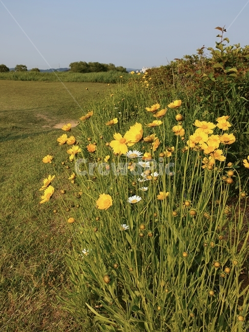 잔디밭,코스모스,산책길,노란꽃,꽃길,여름,푸르름
