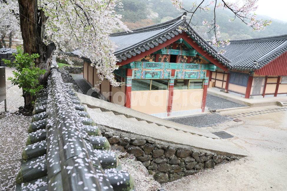 구례,화엄사,사찰,전통가옥,절,봄,계절,spring,season,한국전통,한국문화,korean traditional,korean culture,종교,신앙,religion,belief,faith,roof,지붕