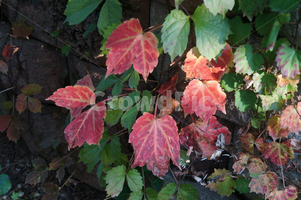 담쟁이넝쿨,담쟁이덩굴,덩굴식물,가을,단풍,담벼락,식물,만추,autumn,fall,넌출성식물,기어오르다,아이비,ivy,가을,계절,fall,autumn,season,plant,leaf,잎,veins,정맥,tree,나무