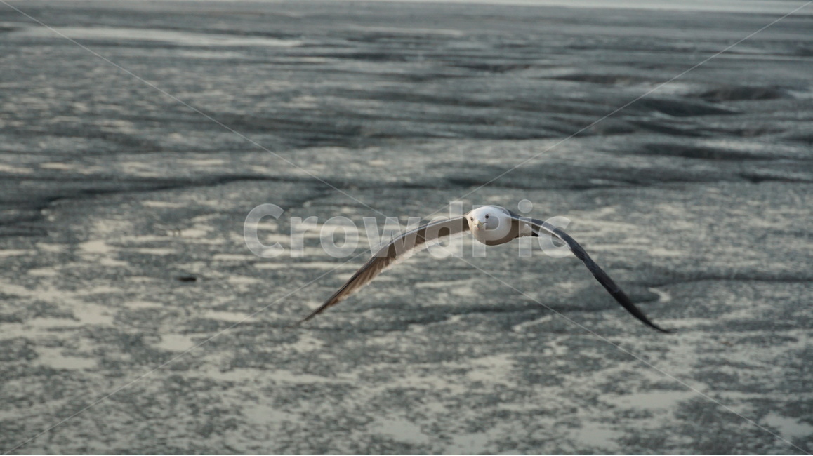 안산,오이도,갈매기,풍경,바다,동물,animal,조류,새,birds