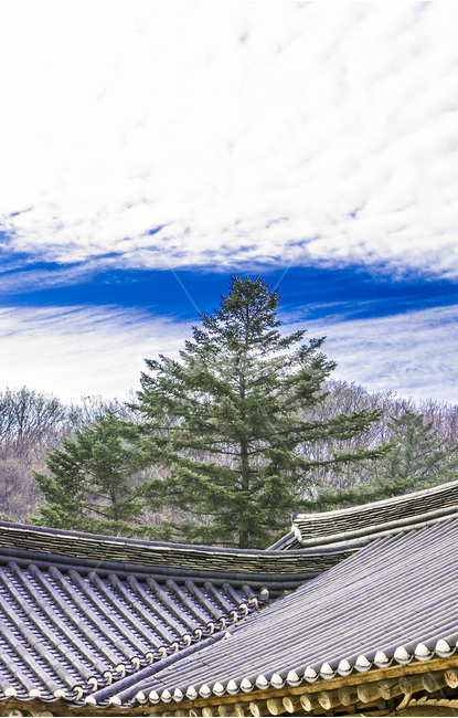 기와,선,사찰,패턴,문화유산,건축,한국전통,한국문화,korean traditional,korean culture,식물,자연,plants,nature,나무,trees,wood,건축물,건물외관,exterior,building,structure,architecture,construction