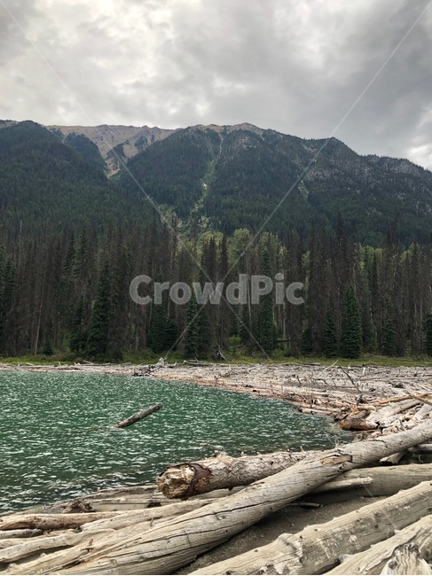 root,wood,전나무,fir,abies,plant,아비,식물,나무,tree,자연,풍경,nature,landscape