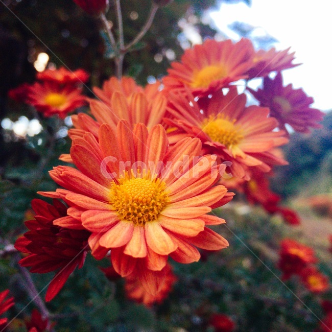 꽃,붉은색,식물,풀,화려함,식물,자연,plants,nature,꽃,flower