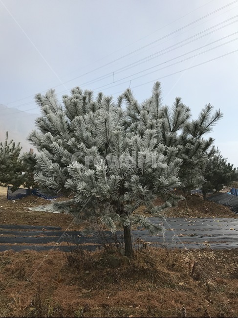 plant,얼음,눈,fir,식물,전나무,식물,자연,plants,nature,나무,trees,wood