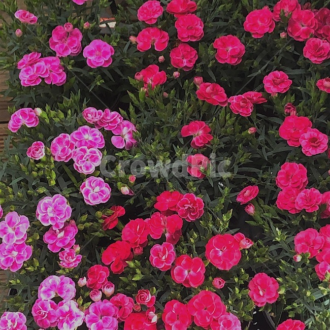 꽃,카네이션,셀렉타카네이션,carnation,flower