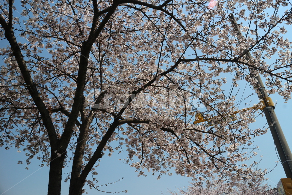 꽃구경,소풍,하늘,봄,꽃놀이,생각,바람