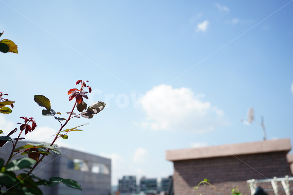 식물,생물,생명,자연,꽃,가지,감성,식물,자연,plants,nature,꽃,flower