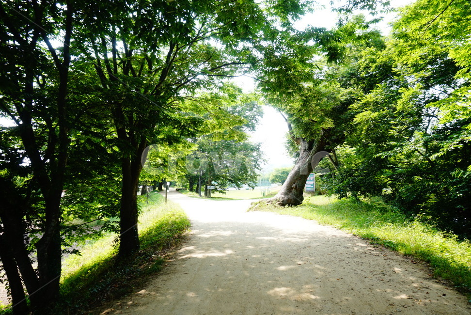 나무,초록,green,tree,풍경,자연