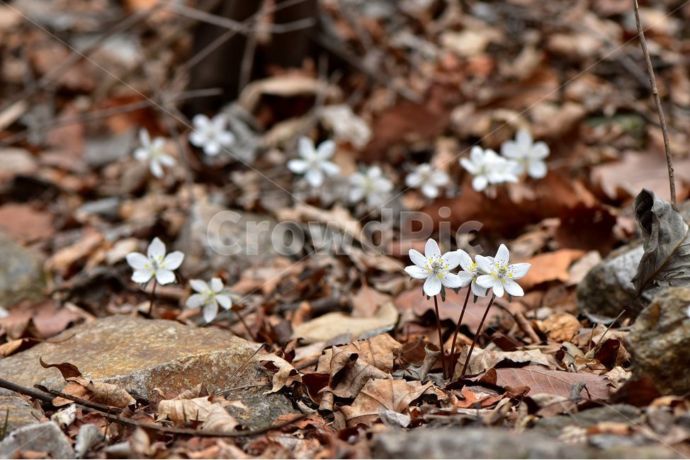 변산바람꽃,2018년,3월,야생화,꽃,생태,식물,자연,들꽃,산꽃,봄,감성,힐링,플라워,계절,시즌,wild,Flower,plants,nature,spring,season,배경,풀,초본,미나리아재비과,너도바람꽃속,flower,생태사진,봄꽃,자생지,경기도,식물,자연,plants,nature,꽃,flower