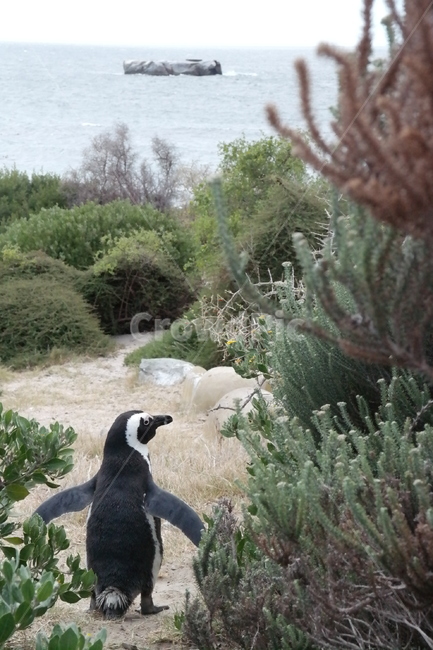 펭귄,penguin,동물,자연,바다,팽귄,귀여움,배경