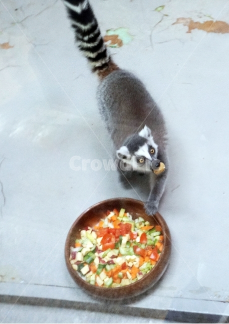 너구리,포유류,동물,잡식,animal,nature,동물보호,동물원,park,animalpark,동물,animal,포유류,mammal