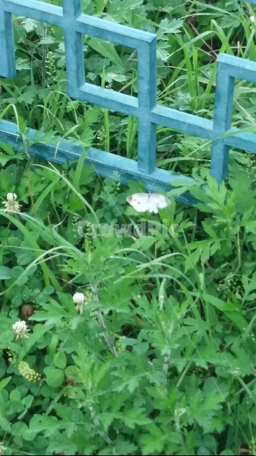 나비,풀,경주,감은사지,토끼풀,초록,잎사귀,nature,leaves,leaf,나뭇잎