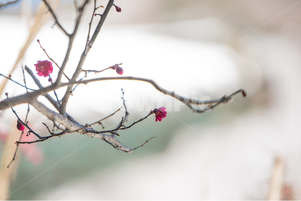 초봄,매화,꽃,봄,봄꽃,아름다움,감성,봄,계절,spring,season,식물,자연,plants,nature,꽃,flower,plant