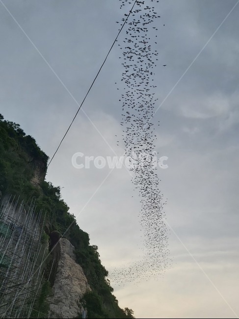 박쥐,박쥐동굴,줄지어가는박쥐,동물,animal,하늘,낮,회색