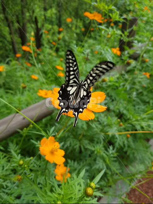 호랑나비,나비,swallowtailbutterfly,butterfly,꽃