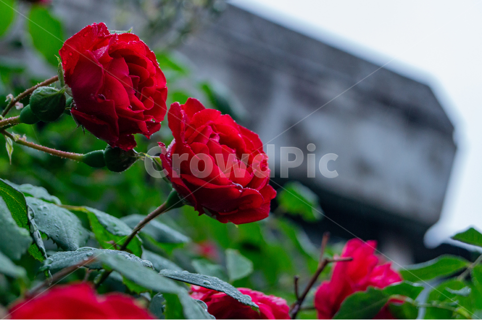 장미,5월,감성,빨강,잎,식물,식물,자연,plants,nature,꽃,flower