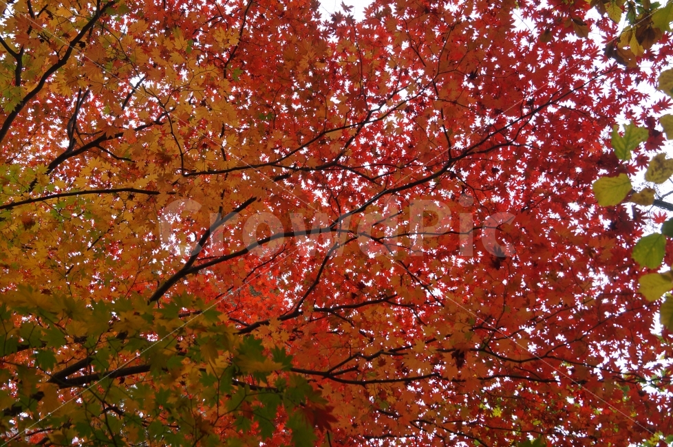 가을,낙엽,자연,식물,단풍,가을,계절,fall,autumn,season,식물,자연,plants,nature,leaf,잎,plant,tree,나무,maple