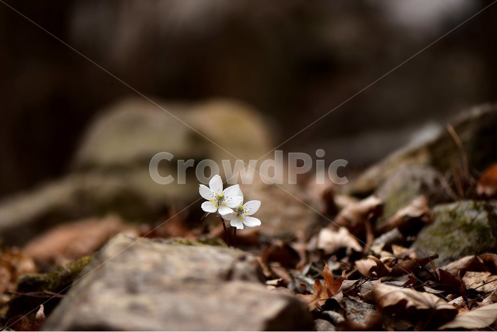 변산바람꽃,2018년,3월,야생화,꽃,생태,식물,자연,들꽃,산꽃,봄,감성,힐링,플라워,계절,시즌,wild,Flower,plants,nature,spring,season,배경,풀,초본,미나리아재비과,너도바람꽃속,flower,생태사진,봄꽃,자생지,경기도,식물,자연,plants,nature,꽃,flower