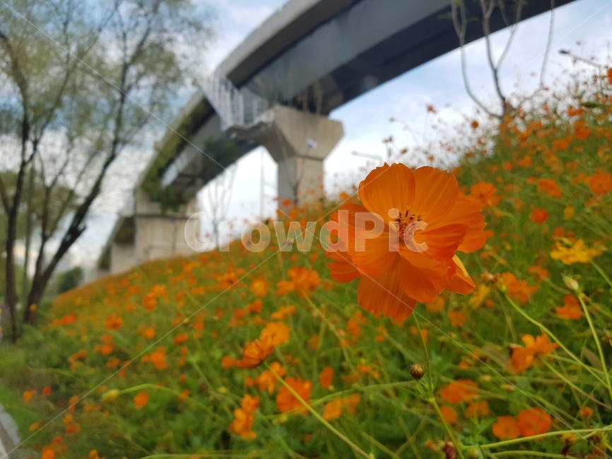 plant,식물,꽃,들꽃,예쁜꽃,flower,배경화면,바탕화면