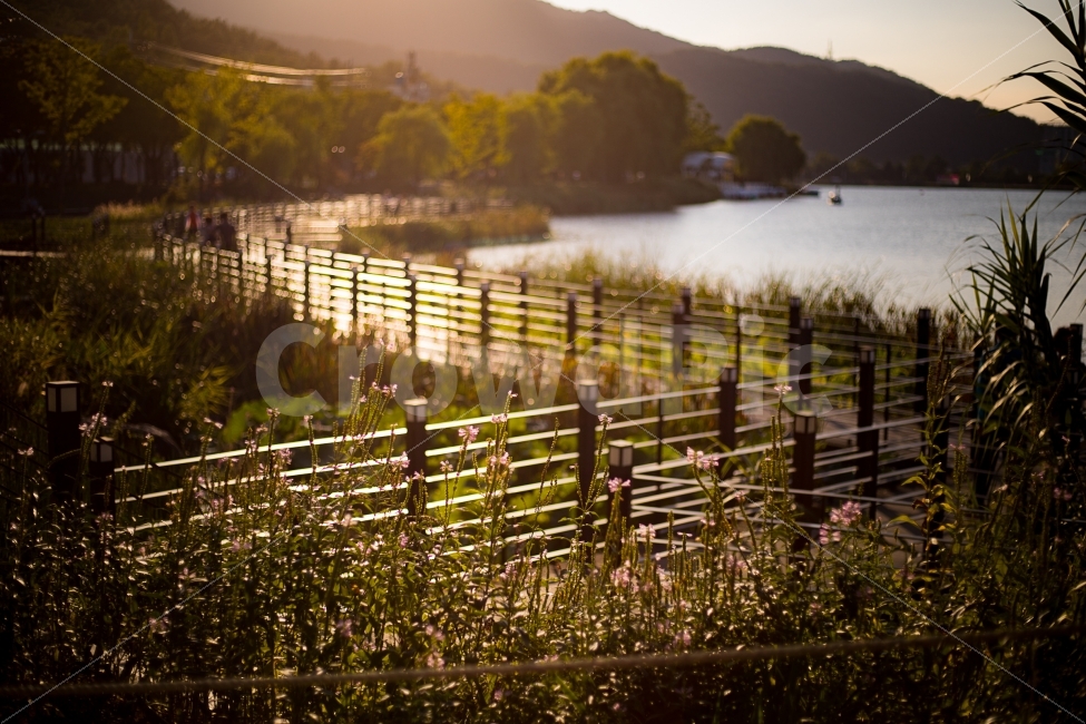 골든아워,수성못,해질녘,노을,공원,황금빛,황금빛거리,자연,풍경,nature,landscape,감성,sensible,feeling