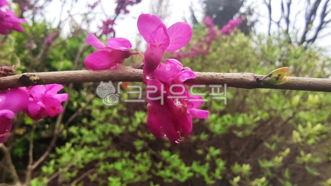 박태기나무,박태기나무꽃,cercischinensis,밥풀데기나무,밥데기나무,박태기,밥태기꽃나무,구슬꽃나무,밥티기,blossom,flower,꽃,plant,식물